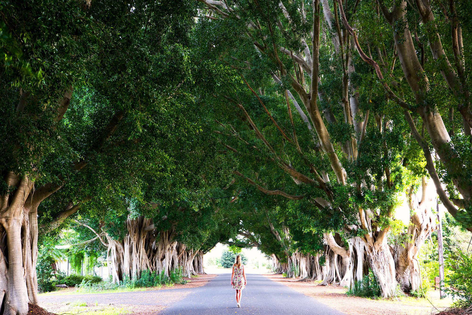 Fig Tree Avenue, a tunnel of mature figs off Bacon Street, Grafton