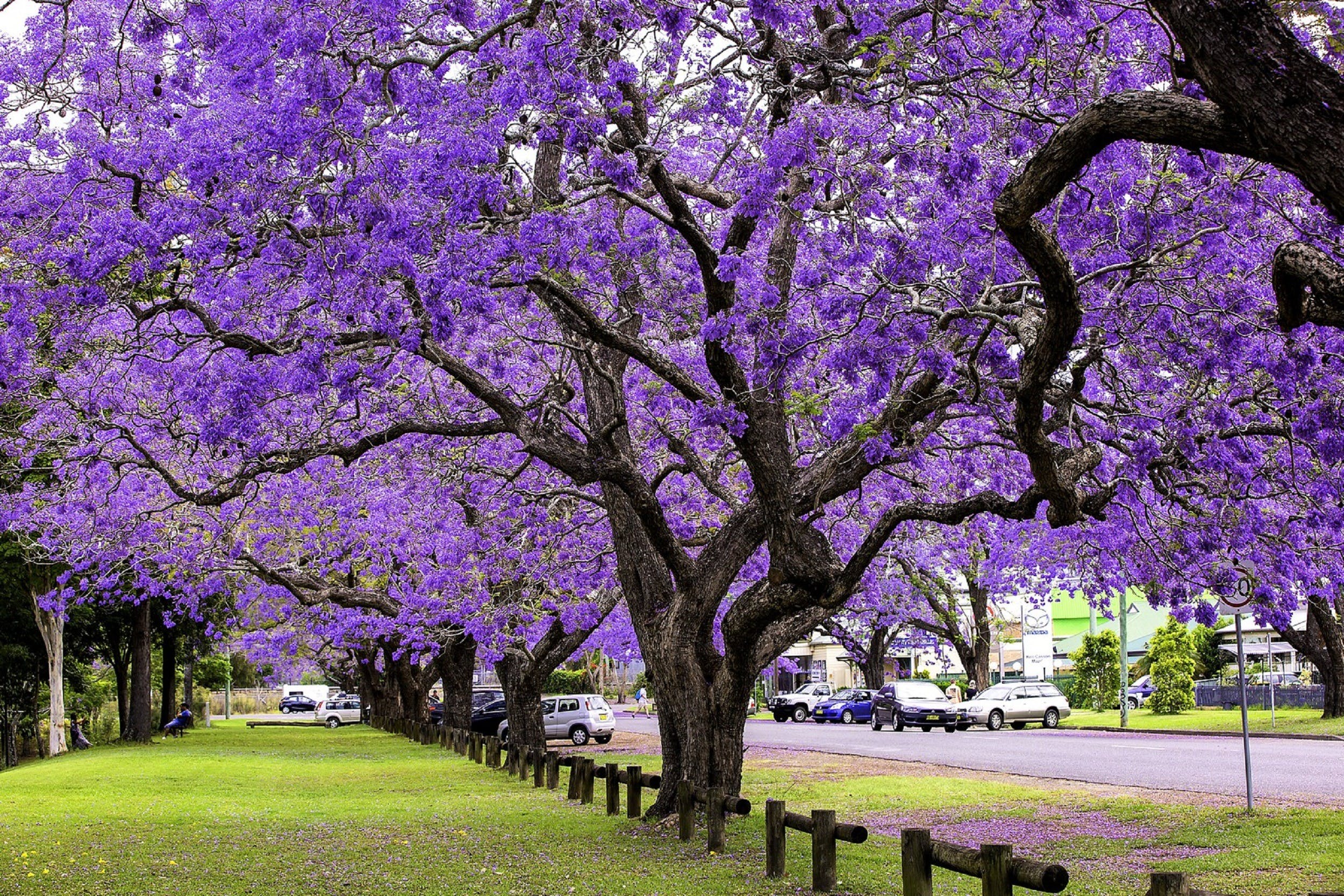 Jacarandas in full bloom over the lawns at See Park, Grafton
