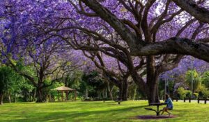 Grafton See Park
