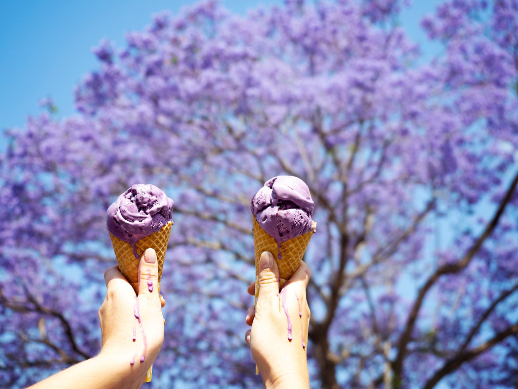 Jacaranda Festival
